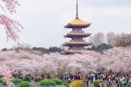 武汉大学干部培训「干训教育」_干部培训定制服务平台